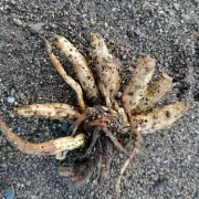 Deadly 'Dead Man's Fingers' Plant Washes Up on UK Beaches, Coastguard Warns