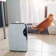 Dehumidifier Mistake That Stops It Removing Condensation 'Effectively'