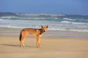 Dingo Cull Sparks Outrage: Experts Warn of 'Extinction Vortex' After Backpacker Tragedy