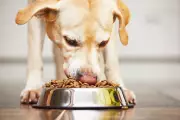 Dog Food's Environmental Pawprint: Meat Diets Emit 65x More Than Dry Kibble