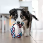 Dog Owners Discover Heartwarming Reason Pets Bring Toys to Greet Them