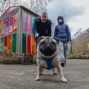 Dog Owners Face Legal Duty to Protect Pets in Freezing Weather, Warns Government