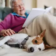 Dog Owners Must Call Vet 'Immediately' For These Winter Poisoning Symptoms