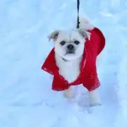 Dog Owners Warned of £313 Vet Bills from Winter's 'Hidden' Paw Hazard