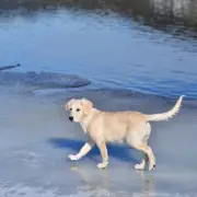 Dog walkers urged to check temperature as UK freeze brings hidden dangers