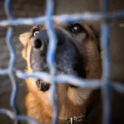 Dog's life saved hours before euthanasia now rescues owner five years on