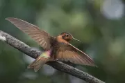 Ecuador's Ancient Forest: Final Refuge for Critically Endangered Hummingbird