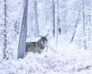 EU Downgrades Wolf Protection as Finnish Reindeer Deaths Hit Record High