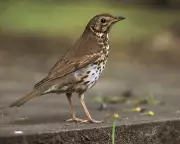 European Cold Snap May Boost Bird Migration to UK for RSPB Big Garden Birdwatch