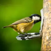 Expert Bird Feeding Tips: How to Attract and Protect Garden Birds