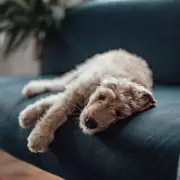 Expert Dog Trainer Reveals 5 Signs Your Dog Is Frustrated