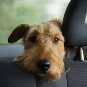 Expert Dog Trainer Reveals Simple Home Exercise to Prevent Canine Car Sickness