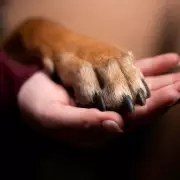 Expert Dog Trainer Warns First-Time Owners to Avoid These Challenging Breeds