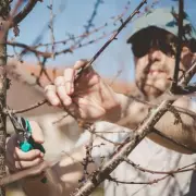 Expert Gardener's Guide: 6 Essential Plants to Prune in January for Lush Spring Growth