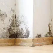 Expert Reveals: £2 White Vinegar Beats Winter Mould Without Harsh Chemicals