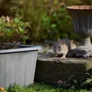 Expert Reveals Simple Bird Feeder Swap to Deter Rats This Winter