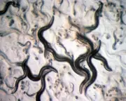 Experts Dismiss 'Parasite Cleanses' as Heidi Klum Trend Sparks Health Warnings