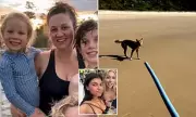 Family's Terrifying Dingo Encounter on K'gari Island Amid Death Investigation