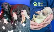 First Guide Dog Litter of 2026 Born in Worcestershire - Ten Puppies Arrive