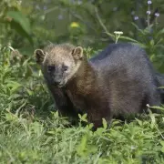 Fisher Returns to Ohio After Century-Long Absence in Conservation Triumph