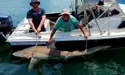 Fishermen Demand Shark Bag Limit Increase After NSW Attack Cluster