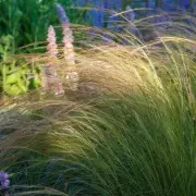 Four Effortless Garden Plants That Slash Water Bills and Maintenance Time