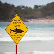 Fourth Shark Attack in 48 Hours: NSW Beaches Declared 'Unsafe'