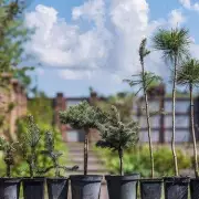 Garden Expert: 'Gorgeous' Amelanchier Tree Thrives in January's Cold