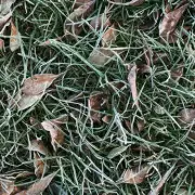 Gardeners Warned: One Winter Item Causes 'Serious Damage' to Lawns