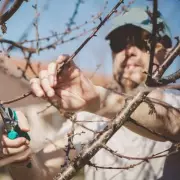 Gardening Expert Warns: Pruning These Plants in January Causes Long-Term Damage