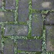 Gardening Experts Reveal Natural Moss Removal Method for Patios