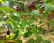 Gaza Family's Defiant Garden Blooms Amidst Israeli Bombardment