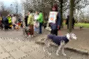 Glasgow March Demands End to Spanish Hunting Dog Cruelty