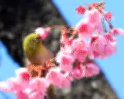 Global Snapshot: From Tokyo Blossoms to Gaza's Struggle in Daily Photos