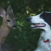 Golden Retriever Adopts Abandoned Fawn in Heartwarming Farm Tale