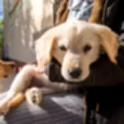 Golden Retriever Puppy's Weight Stuns Owner at Seven Months Old