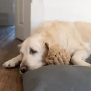 Golden Retriever's 'Big Feelings' When Meeting New Puppy Brother Goes Viral