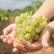 Grapes Combat Heart Disease and Boost Longevity Through Gut Health