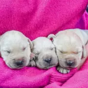 Guide Dogs Charity Celebrates First Litter of 2026: 10 Adorable Puppies Born
