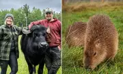 Heartbreak as Scottish Farmer's Beloved Capybaras Vanish, Feared Stolen