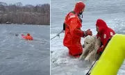 Heroic Firefighters Rescue Labrador from Icy Pond on New Year's Day