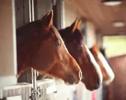 Horses Can Smell Human Fear, Study Reveals: Sweat Triggers Startle Response