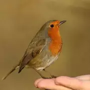 How to Attract Robins to Your Garden This Winter: The One Food They Love