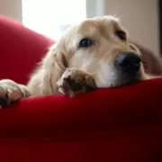 How to Soothe Your Dog's Separation Anxiety: Expert Tips from RSPCA