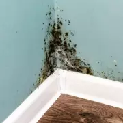 I Banished Black Mould for Good Using One Natural Item That Beats Bleach