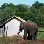 India's 'Serial Killer' Elephant Claims 17 Lives in Jharkhand Rampage