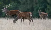 Invasive Sika Deer Boom 10% as Native Red Deer Decline 22%, Study Warns