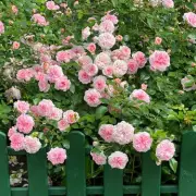 January Pruning Secret Guarantees 'Bountiful Blooms' for Climbing Roses