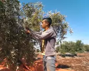 Jordan's Ancient Olive Harvest Wilts: 70% Crop Loss Threatens 80,000 Families