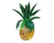 Kids' Quiz: Pineapple Leaves & Taste Buds Explained